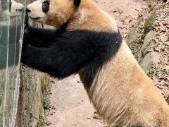 -都江堰中华大熊猫苑