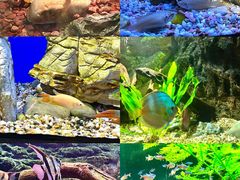 -上海海洋水族馆