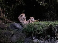-夜间野生动物园