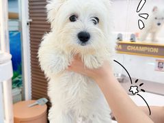 -翊宠yipet猫狗购宠庄园犬舍•猫舍