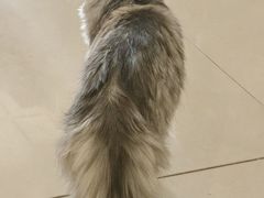 -平行世界·猫咖(首经贸店)