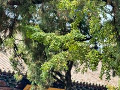 -洛阳白马寺