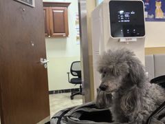 -美联众合动物医院·24h转诊中心