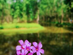 -合肥滨湖国家森林公园