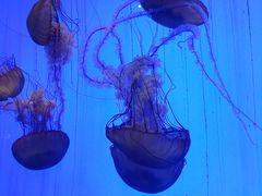 -上海海洋水族馆
