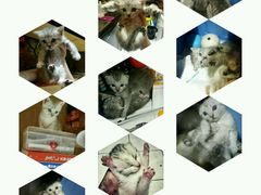 -MIKAKU(万达广场上海宝山店)