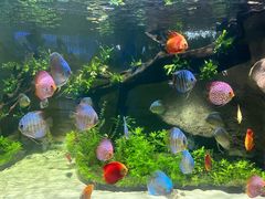 -迪拜水族馆及水下动物园