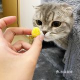 星球🌍爆米花