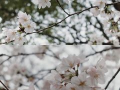 -高东镇樱花园