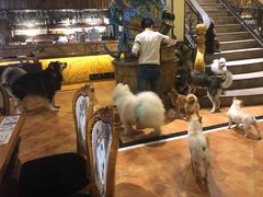 -more than meow吴止猫主题餐厅(承德 中船汇店)