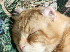 -平行世界·猫咖(首经贸店)