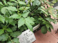 -广州神农草堂中医药博物馆