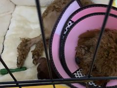 -奈斯宠物医院·核磁CT·异宠专科·内镜(中南店)