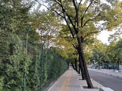 -三里屯东五街银杏大道