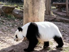 -都江堰中华大熊猫苑