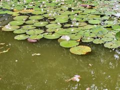 -东莞植物园