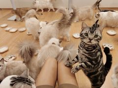 -有喵·猫咖·狗咖·30几只猫10只小狗(岗厦店)