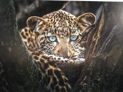 -罗红摄影艺术馆