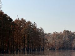 -池杉湖湿地公园