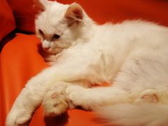 -飞行喵MR PILOT|猫舍·猫咖(静安大融城店)