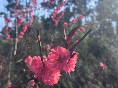 -老山国家森林公园