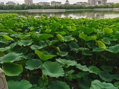 -莲花池公园