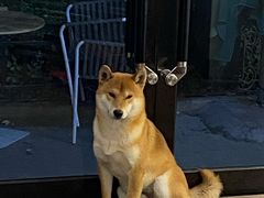 -啡语