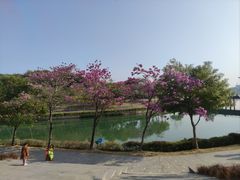 -深圳湾公园(南山区)