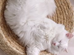 -宠颐生宠物医院·心肾内科·猫专科诊疗中心宠巢店