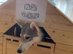 -Husky Go! 哈士奇体验馆·宠物咖啡厅狗咖