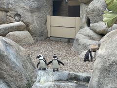 -圣地亚哥动物园