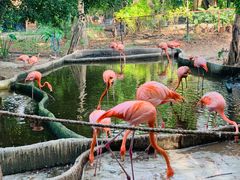 -清迈夜间动物园