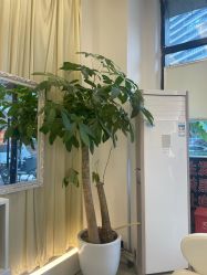 -妍理·植物养发