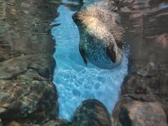 -上海海洋水族馆