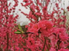 -正宗火盆自助烧烤·烤全羊·柴火鸡(龙泉山店)