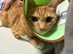 -乐派堂宠物医院·猫友好· 心脏科(东街店)