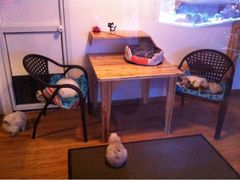 -喵园·猫主题咖啡厅·撸猫·猫咖(国贸店)