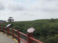 -北海金海湾红树林生态旅游区