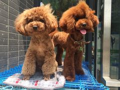 -喵宠乐园·撸猫互动·猫舍