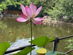 -西园寺素食(西园弄戒幢律寺店)