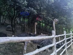 -大塘金香草谷