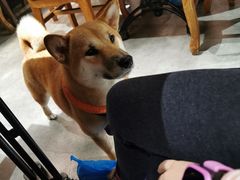 -more than meow吴止猫主题餐厅(承德 中船汇店)