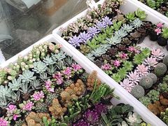 -桂林市花鸟市场