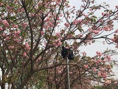 -天适樱花悠乐园