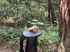 -铁山坪森林公园