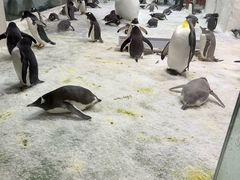 -大连圣亚海洋世界