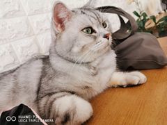 -平行世界·猫咖(首经贸店)