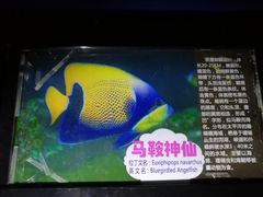 -烟台海昌鲸鲨海洋公园
