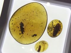 上海昆虫博物馆-上海昆虫博物馆