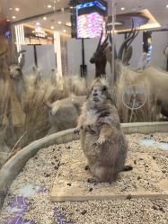 -卡通尼·Safari非洲探索乐园·生日会(金桥国际商业广场店)